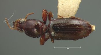 Media type: image;   Entomology 694 Aspect: habitus dorsal view